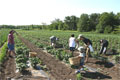 Photo: Sim22, location - Ste-Dorothee, Laval, Quebec  (August 3, 2005)