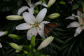 Photo: Sim22, Ʈ Ĺ  