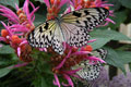 Photo: Sim22, Ʈ Ĺ   ( : Idea leucone, Southeast Asia 10-12  cm)