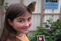 Photo: Sim22, : Owl butterfly, ,   Ӵ϶ ̿ ҳ, Ż   ̿Ͽ   ־   ϴ  ̾ϴ. ̸ּҷ  ½ ϴ . ̸: ȴ, Ҵ Ʈ Ĺ  