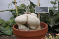 Photo: Sim22, Ʈ Ĺ(Botanical garden)