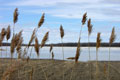 Photo: Sim22, location: Baie du Febvre / Lac St. Pierre, Quebec (April 9, 2006)